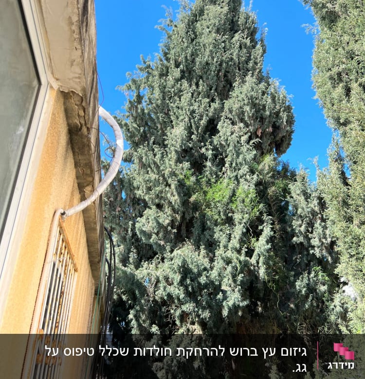 עץ גבוה עם ענפים צפופים ליד בניין